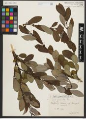 Foto von Salix appendiculata Vill.